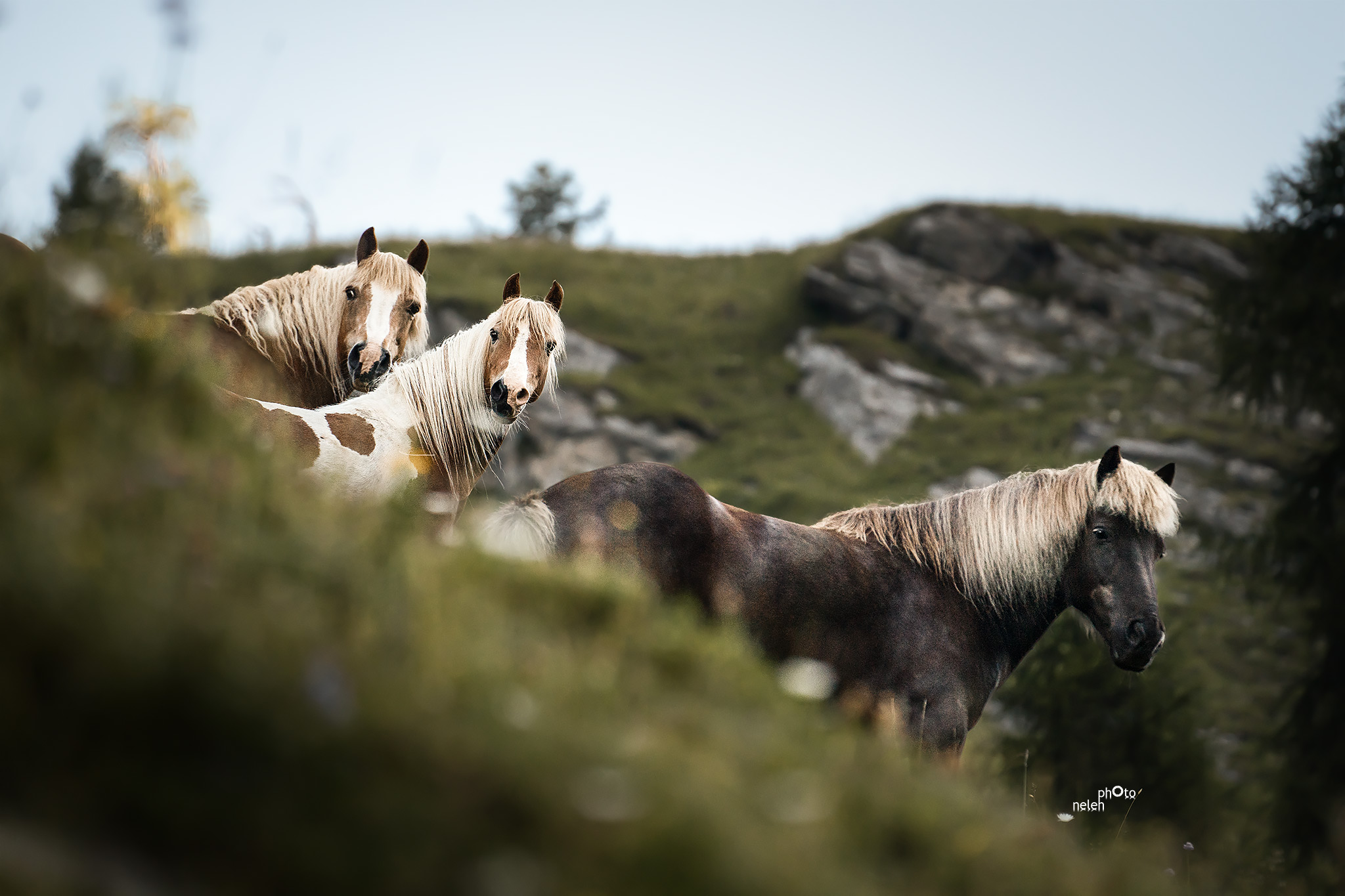 Pferde auf der Alpweide