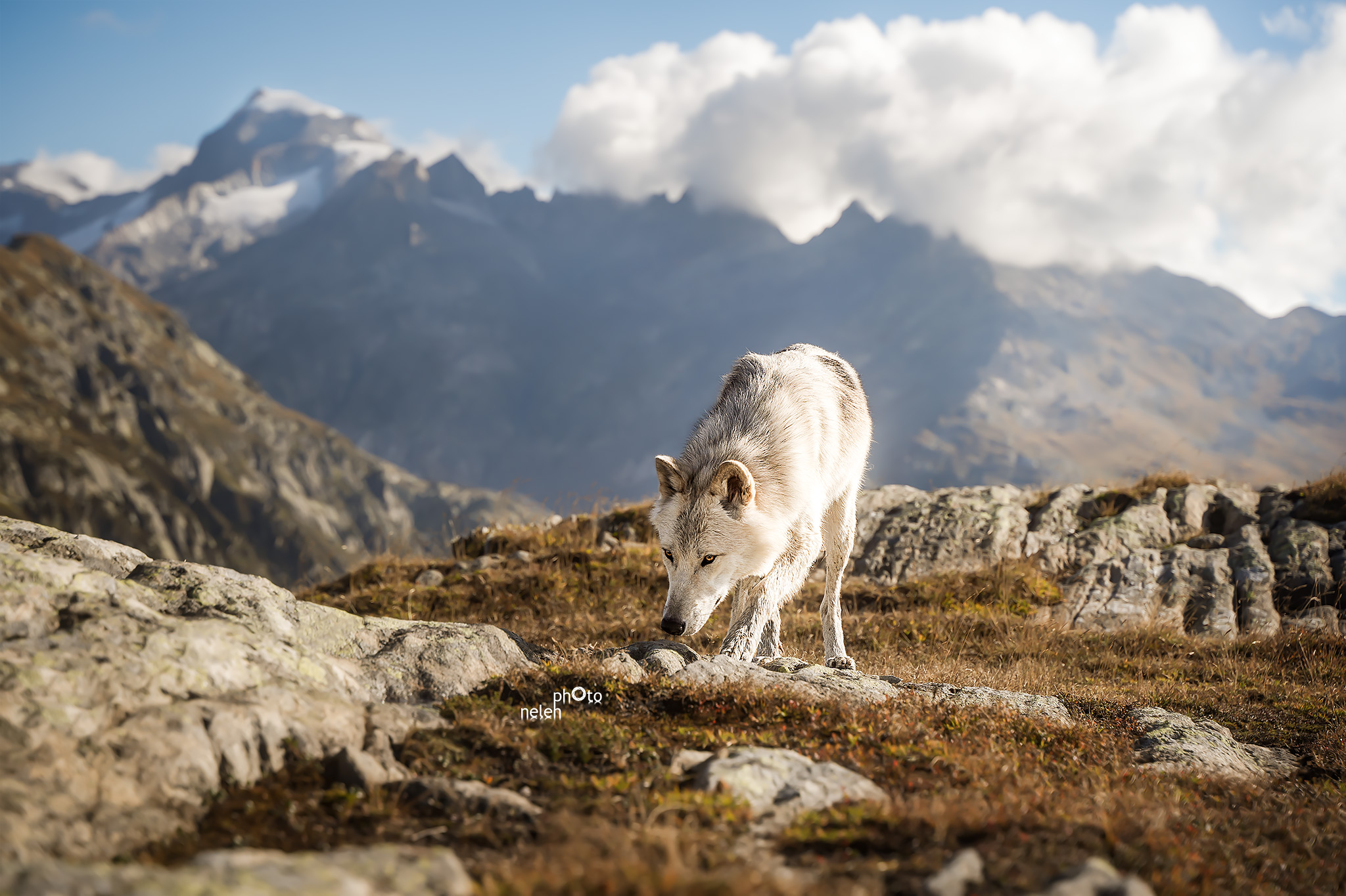 Wolfshund auf dem Pass