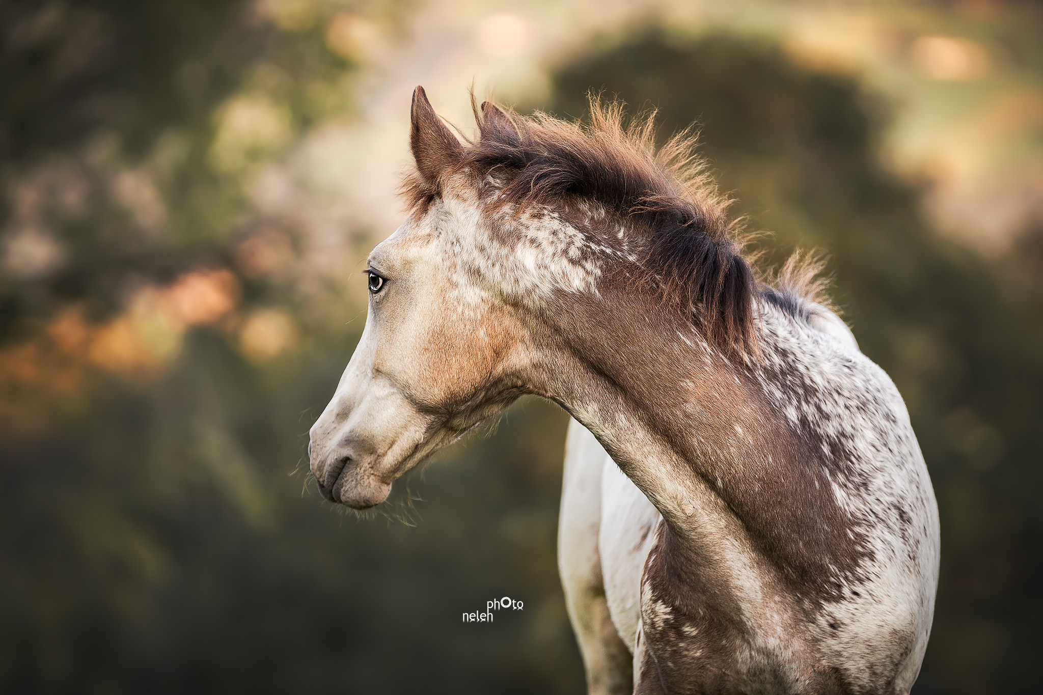 Fohlenshooting auf der Weide