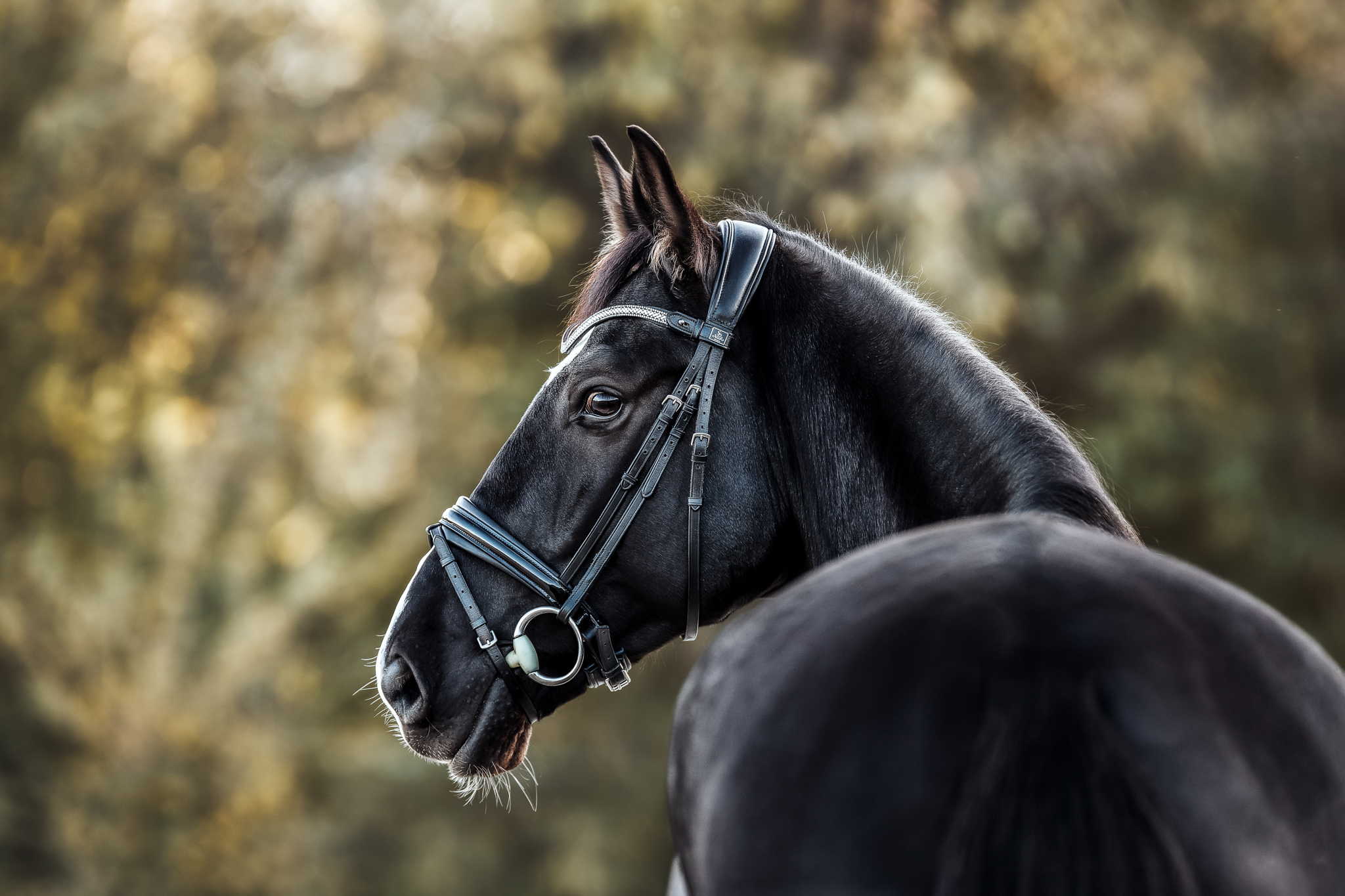 Klassisches Portrait Pferd