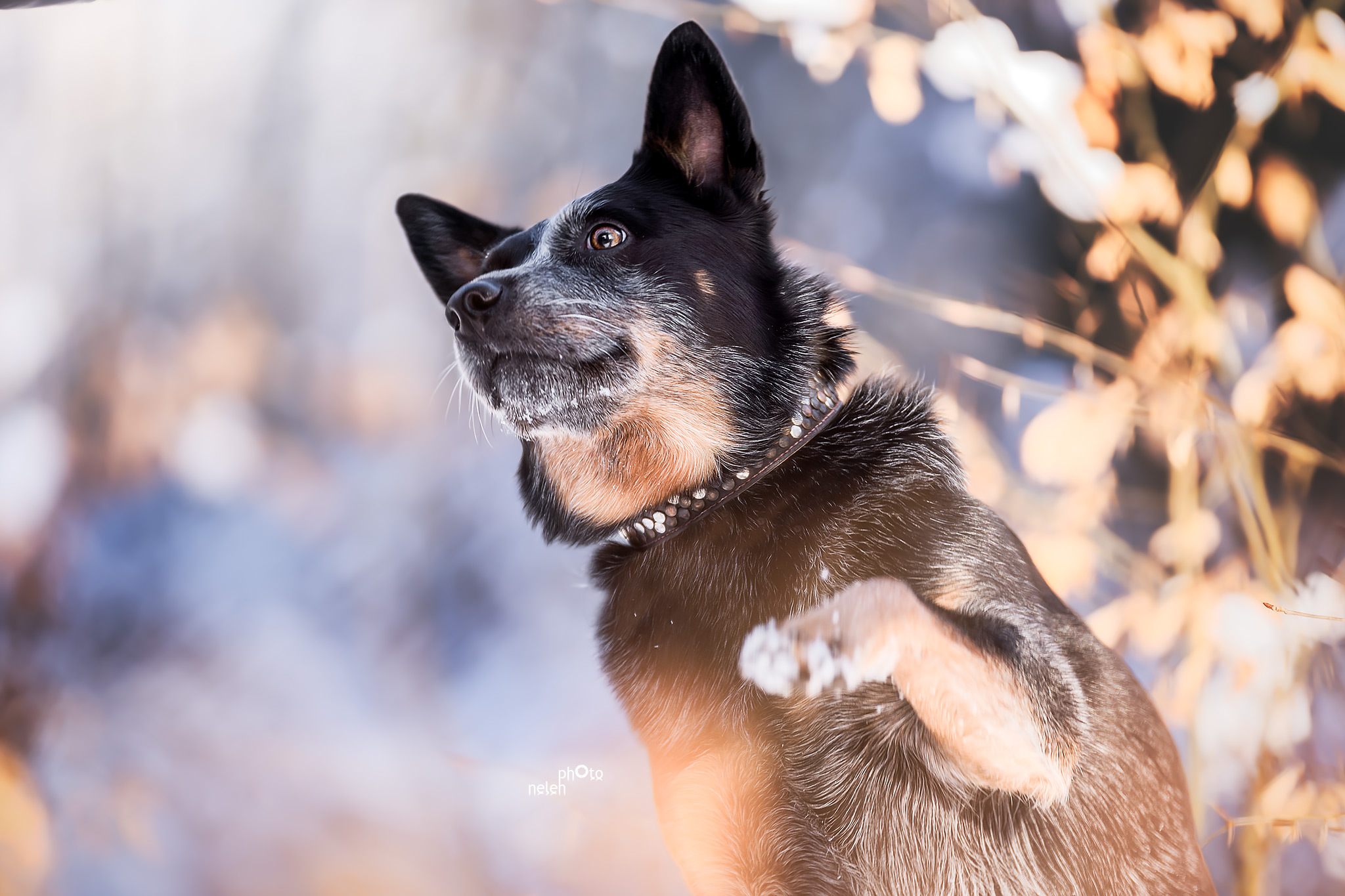 Hundeshooting im Winterwald