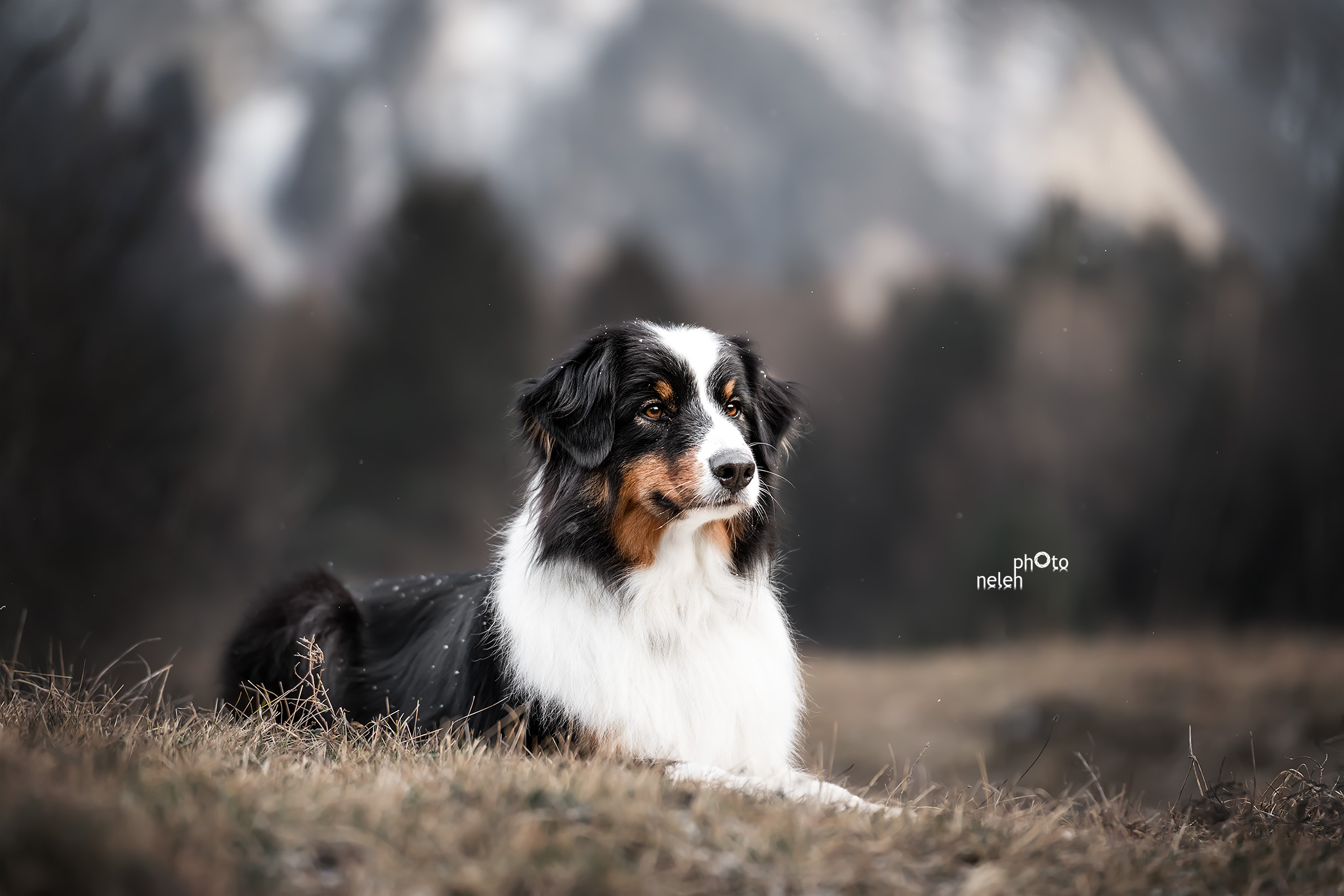 Hundeshooting im Winter