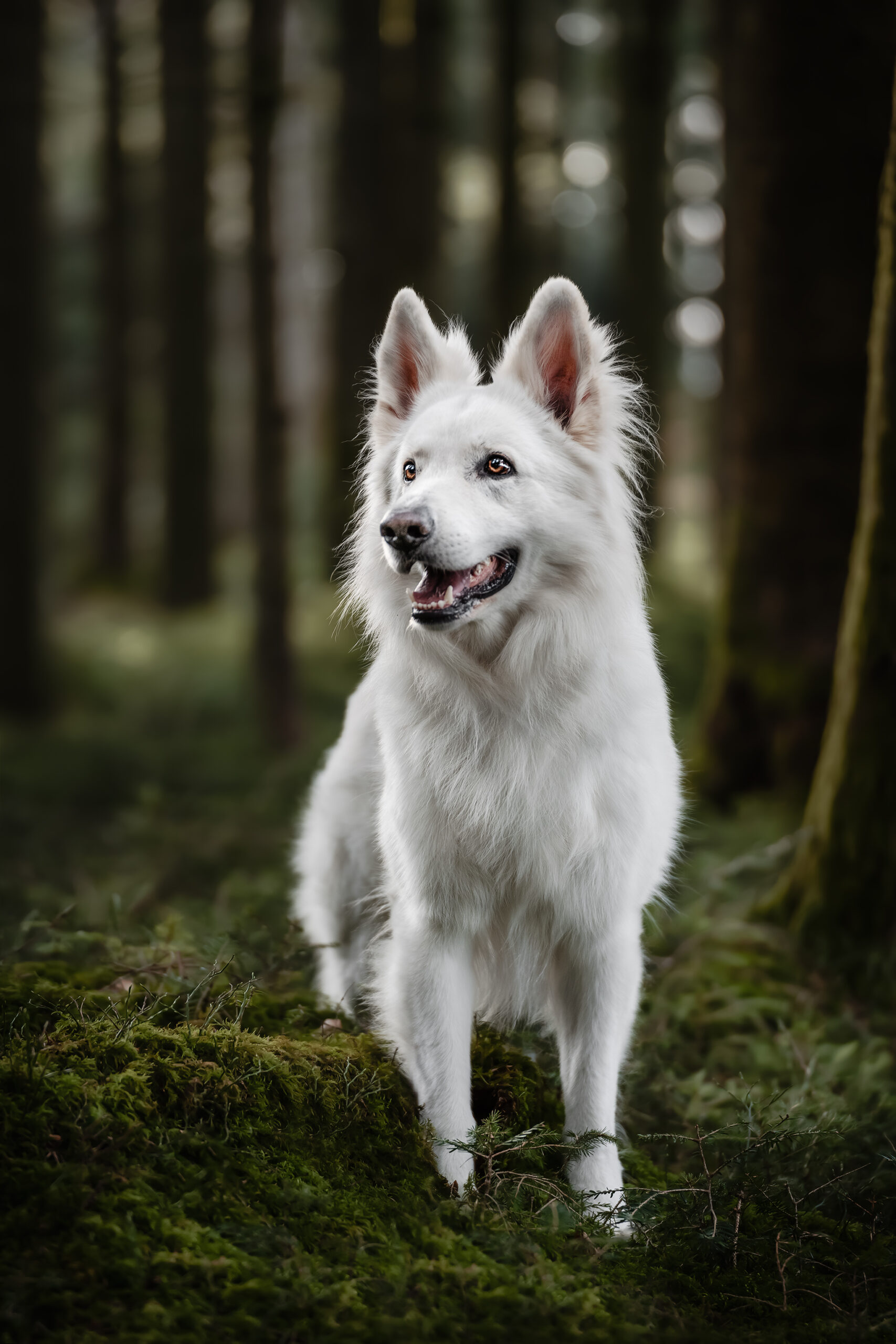 Hundeshooting im Märchenwald