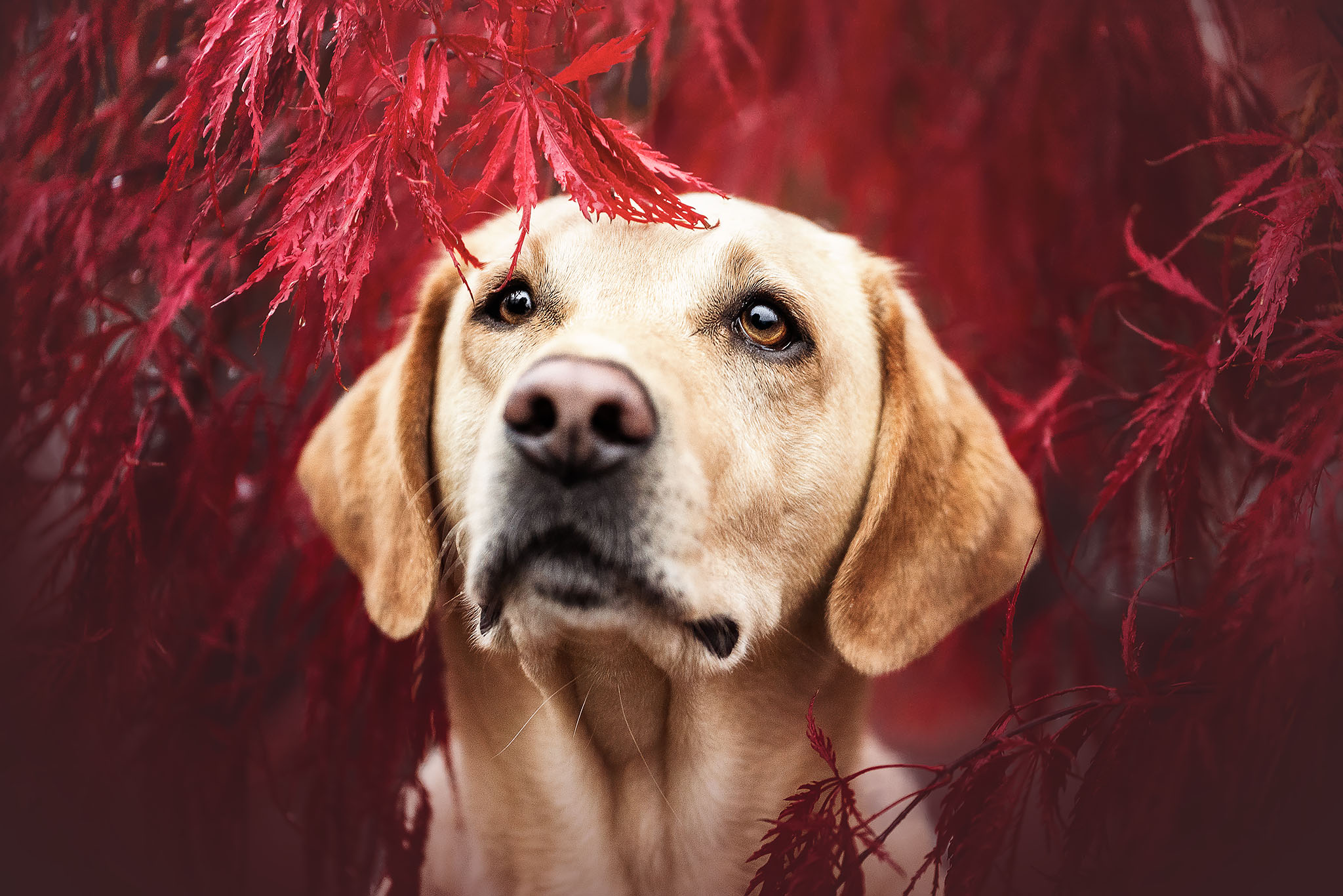 Hundeshooting im japanischen Ahorn