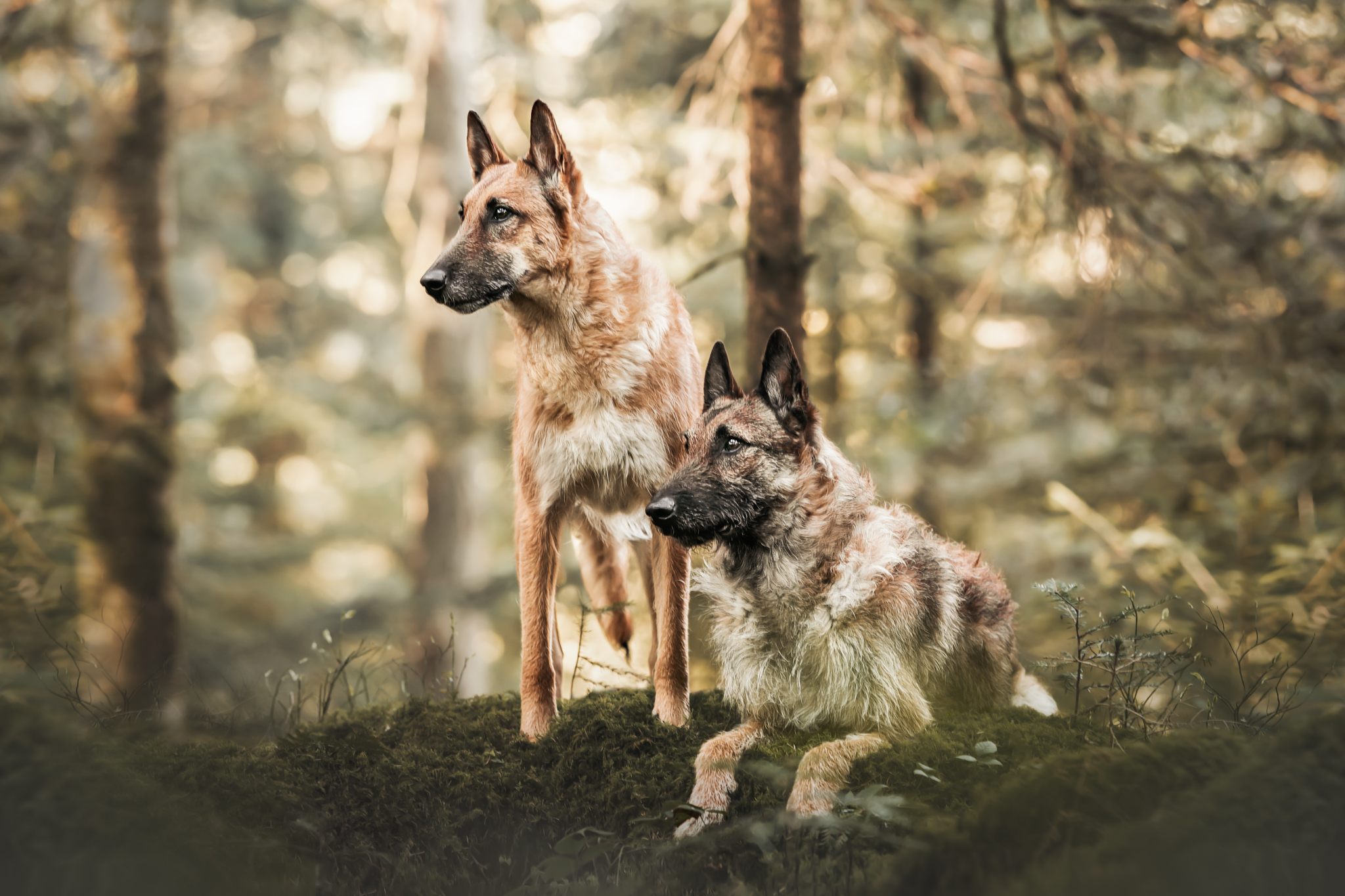 Hundeshooting im Wald