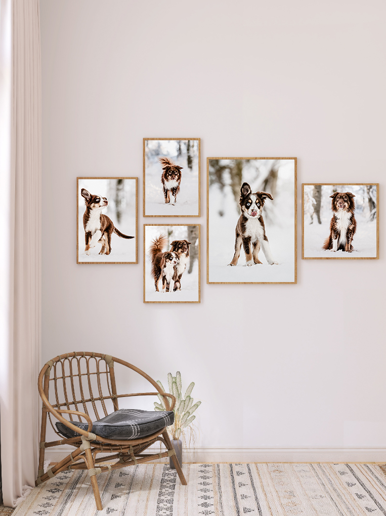 Galerie Hunde im Schnee - Fotoprodukt